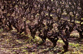Vue de quelques ceps de vigne dans le Gaillacois