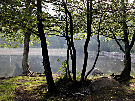 Le lac du Merle est très connu dans la région et fait l'objet de nombreuses promenades. On l'aperçoit ici derrière les arbres.