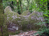 Vous rencontrerez peut-être ce rocher sur le plateau du Désert (non loin du roc de l'Oie) A ma connaissance, il n'a pas de nom, mais moi, je l'ai baptisé la molaire car il permet de penser aux trois racines d'une molaire !